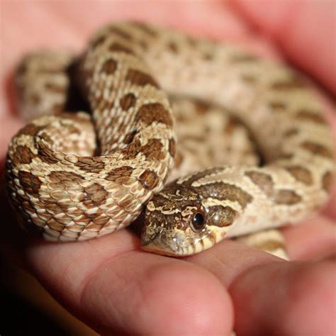 Western Hognose Snake at the Henry Doorly Zoo in Omaha, Nebraska. USA ...