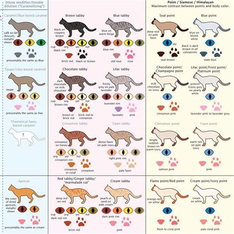 Housecat Coat Colors and Patterns | Cat eye colors, Cat sign language ...