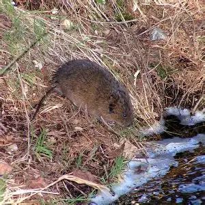 European Water Vole - Facts, Diet, Habitat & Pictures on Animalia.bio