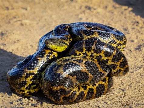 Yellow Anaconda Care Sheet - Reptiles Magazine