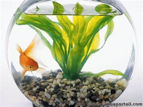 Le poisson rouge vu en détails: aquarium, prix, alimentation, vie...