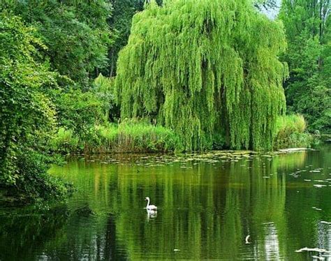 Willow Tree Ogham Symbolism