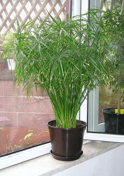 Cyperus alternifolius (Umbrella Grass, Umbrella Palm, Umbrella Plant ...