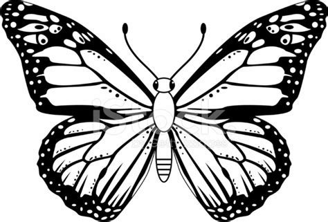 Black & White Monarch Butterfly Stock Photo | Royalty-Free | FreeImages