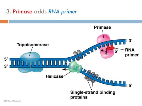 Rna Primer Function