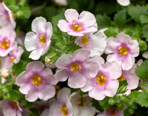 Bacopa sutera cordata Calypso Jumbo Pink Eye | Lucas Greenhouses