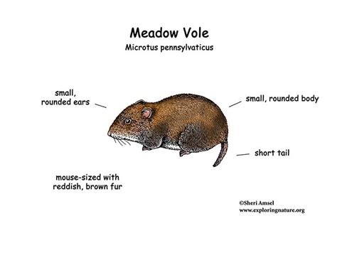 Vole (Meadow)