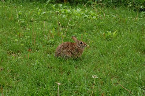 Rabbit Resistant Herbs - Advice From The Herb Lady