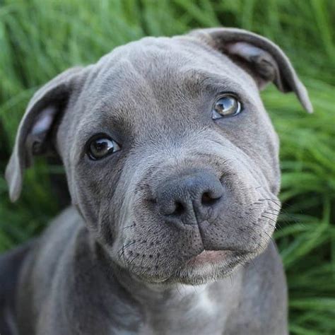 9 Dog Breeds Mistaken for Pit Bulls