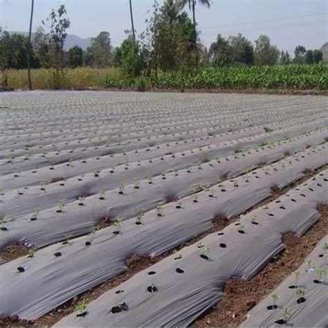 Biodegradable Mulching Film at Rs 2150/roll | Biodegradable Mulch Film ...