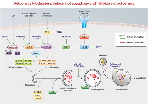 Autophagy Modulators | Cell Culture Tested | InvivoGen