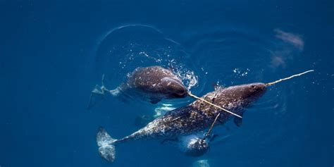 Unicorn of the Sea: Narwhal Facts | Stories | WWF Arctic Habitat, Ocean ...