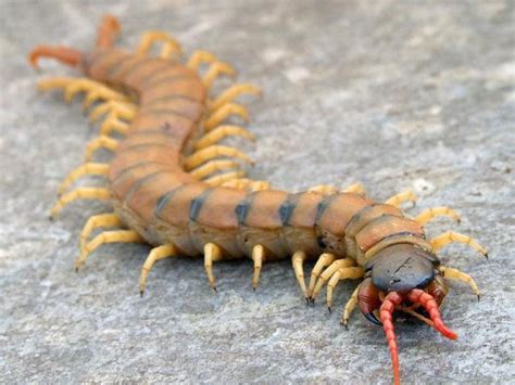 🔥 Peruvian giant yellow-leg centipede. : r/NatureIsFuckingLit