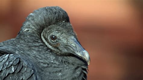 Black Vulture - Elmwood Park Zoo