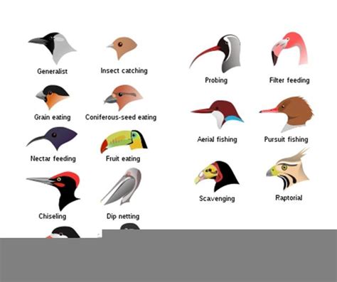 Birds Beaks Adaptations | Free Images at Clker.com - vector clip art ...