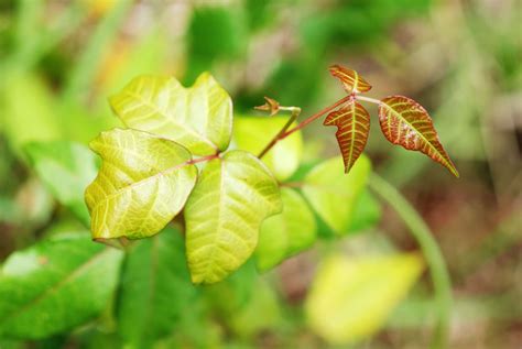 Poison Ivy Plant Profile: Toxicity and Identification