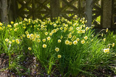 Miniature Daffodils: Growing and Garden Design Tips - Horticulture