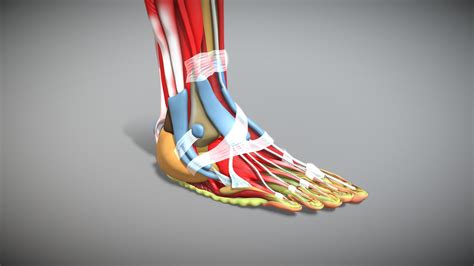 Foot Skeleton Model with Ligaments and Muscles - nellspa.ro