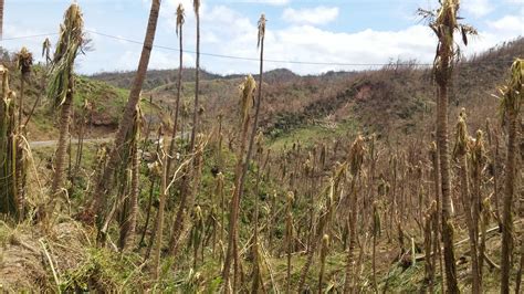 Hurricane Maria destroys Dominica’s agriculture sector – Caribbean ...