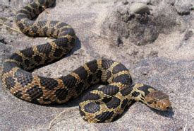 NCC: Eastern foxsnake