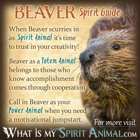 Beaver Symbolism & Meaning | Spirit, Totem & Power Animal