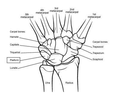 Wrist Anatomy - AOA Orthopedic Specialists