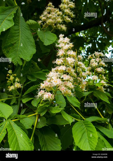 Horse Chestnut tree flowers Stock Photo - Alamy