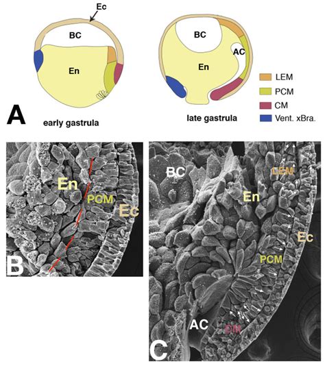 Mesoderm layer formation during Xenopus gastrulation (A) Schematic ...