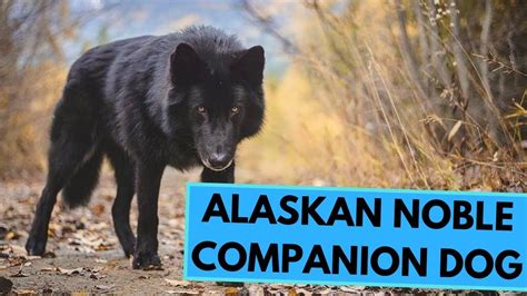 Alaskan Noble Companion Dog - Facts and Information | Companion dog ...