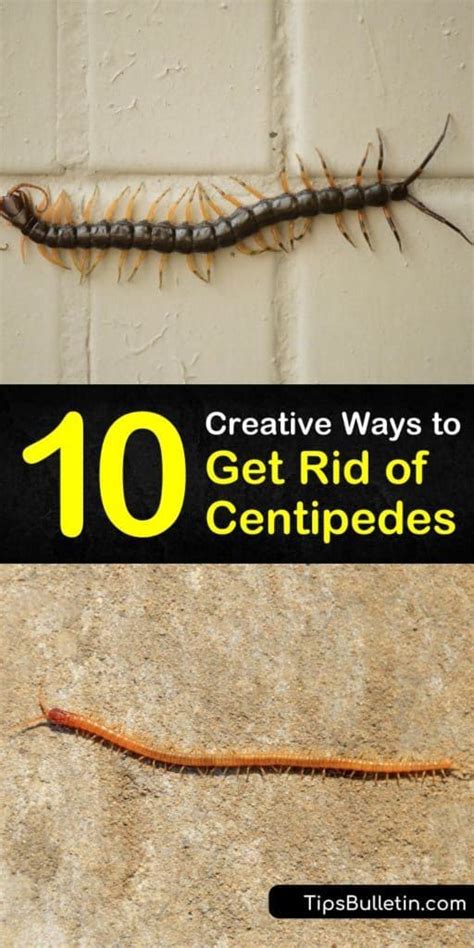 10 Creative Ways to Get Rid of Centipedes | Centipede, How to get rid ...