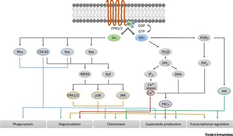 Formyl-Peptide Receptors in Infection, Inflammation, and Cancer: Trends ...