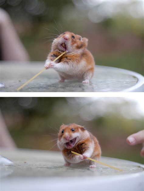 89 Photos Of Animals Eating That'll Make You Smile | Bored Panda