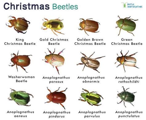 Leaf Beetle Life Cycle at Cynthia Earley blog