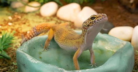 Leopard Gecko Tank Setup Ideas - IMP WORLD