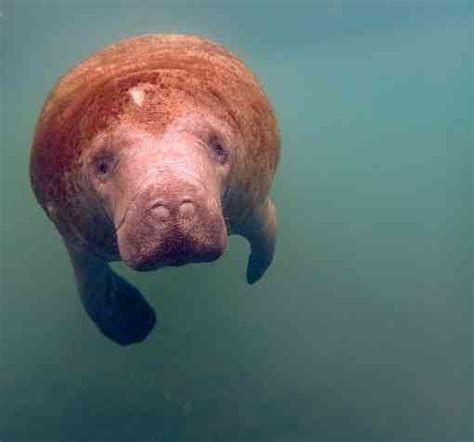 Appreciating the Manatee | Defenders of Wildlife