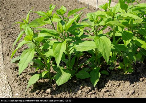 Topinambur Pflanze - Jerusalem artichoke plant 01 - Lizenzfreies Bild ...