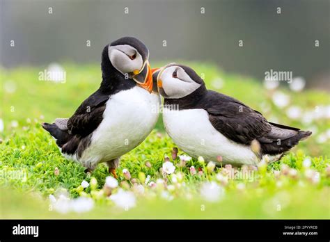 Puffins arrive for breeding season on Skomer Island Stock Photo - Alamy