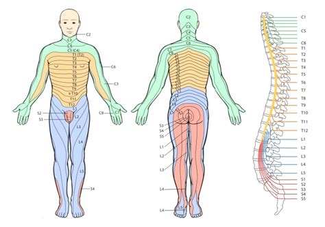 Thoracic Radiculopathy - Physiopedia