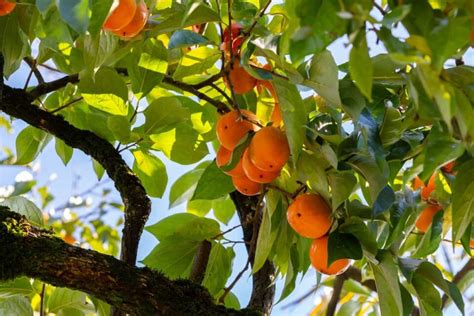 Pruning Persimmon Trees: A Complete Guide - Minneopa Orchards