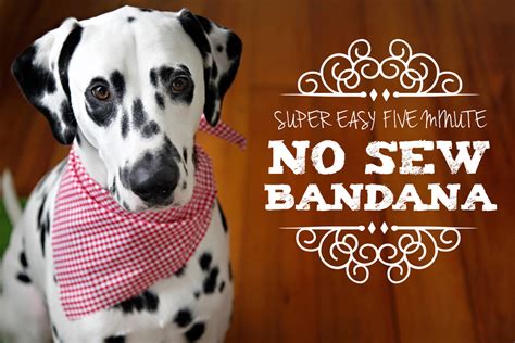 Dalmatian DIY: Easy No-Sew Pet Bandana