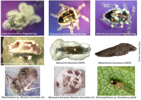 Entomopathogenic Fungi Beauveria Bassiana Various Styles | www ...