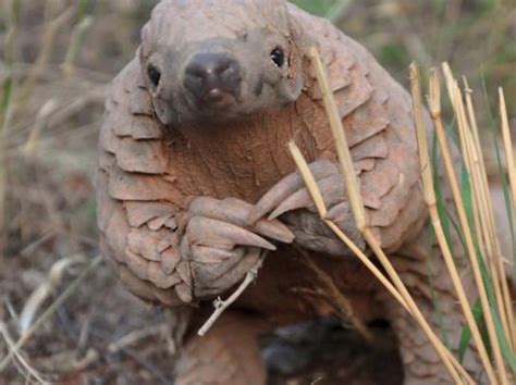 Pictures Of Baby Pangolins / ENCYCLOPEDIA OF ANIMAL FACTS AND PICTURES ...