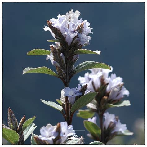 Kurinji Flowering in the Southern Western Ghats-Anticipation | Ian Lockwood