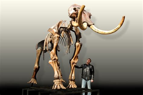 Russian woolly mammoth skeleton (Mammuthus primigenius) photos ...