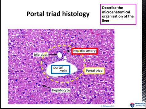 Portal Triad Histology