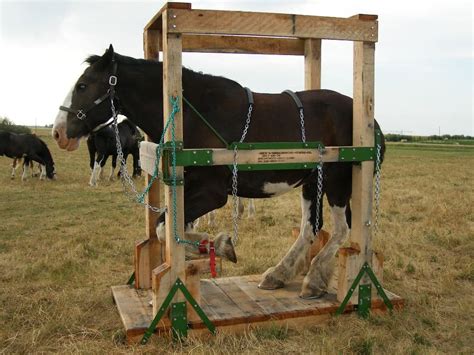 Draft Horse Shoeing Stock | Horse of Course | Pinterest | Horse