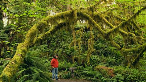 2 Easy Hoh Rain Forest Hikes in Olympic National Park