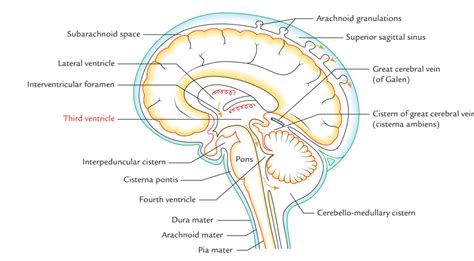 Third Ventricle – Earth's Lab