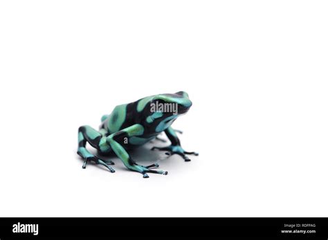 Poison dart frog isolated on white background Stock Photo - Alamy