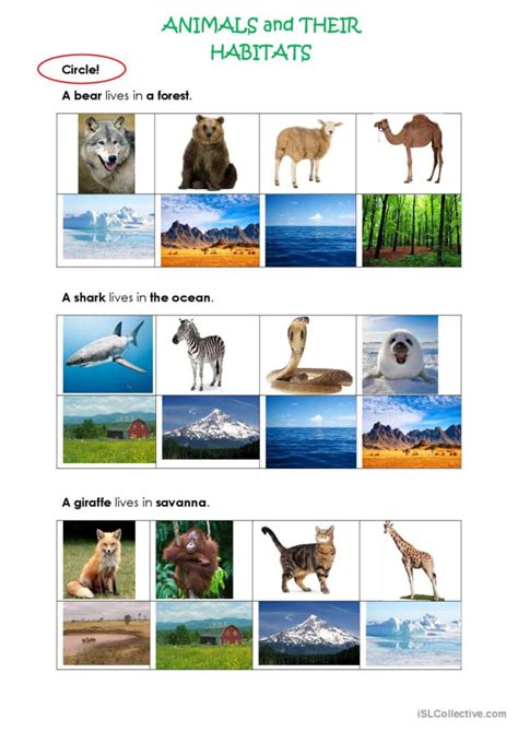 ANIMALS AND THEIR HABITATS: English ESL worksheets pdf & doc